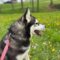 Mishka