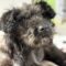 Tiny Tim