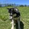 Mishka