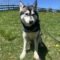 Mishka