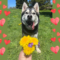 Mishka