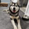 Mishka