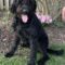 Monica(Onyx)