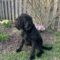 Monica(Onyx)