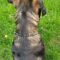 Ares