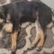 Ares