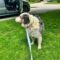 Shilo