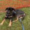 Ares