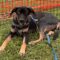 Ares