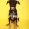Ares