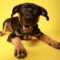 Ares