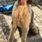 Huckleberry