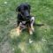 Ares