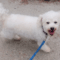 Paddy (Pearl)