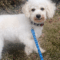 Paddy (Pearl)