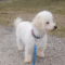 Paddy (Pearl)