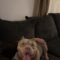 Otis
